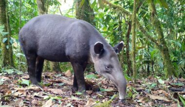 Costa Rica’s Mighty Baird’s Tapir is the Quiet Giant of the Forest : The Tico Times | Costa Rica News | Travel