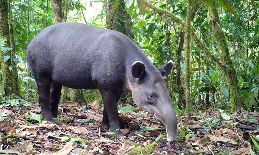 Costa Rica’s Mighty Baird’s Tapir is the Quiet Giant of the Forest : The Tico Times | Costa Rica News | Travel