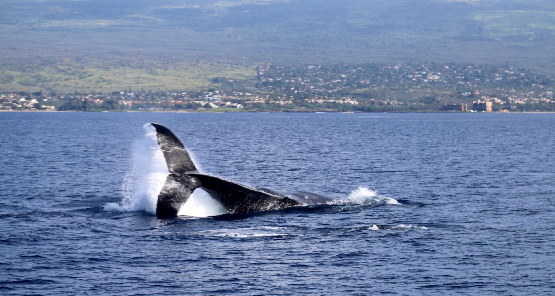 New Navy Report Gauges Training Disruption Of Hawaiʻi's Marine Mammals