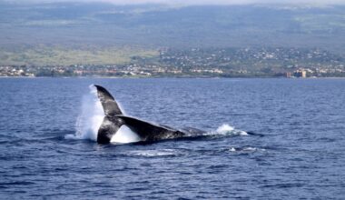 New Navy Report Gauges Training Disruption Of Hawaiʻi's Marine Mammals