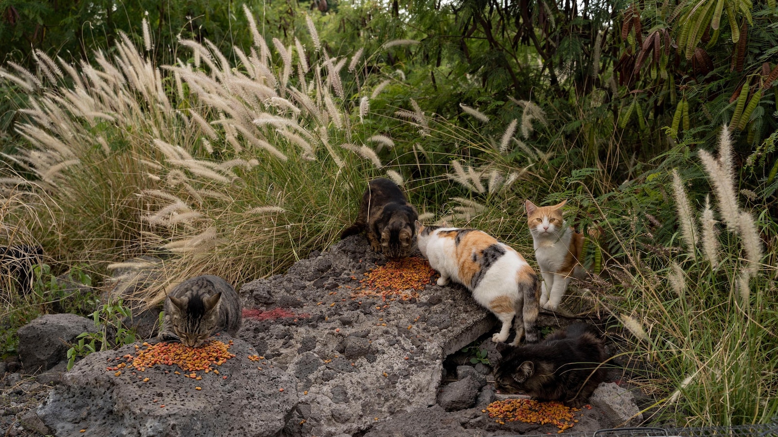 Hawaii's Big Island bans feeding feral cats in an effort to help endangered native species