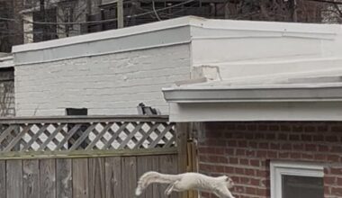 Friends of the White Whale Society Presents “in mid flight”