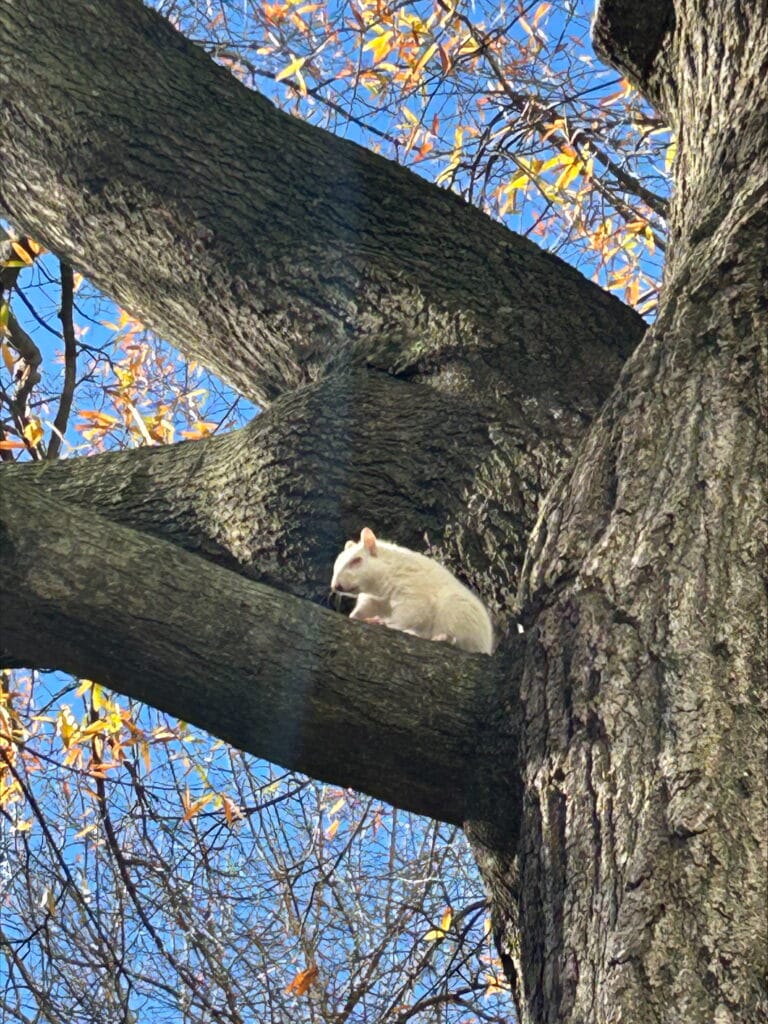 Friends of the White Whale Society Presents