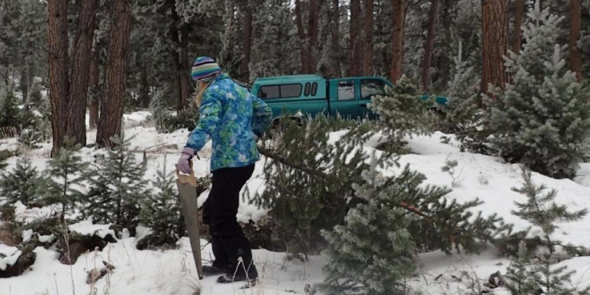 Interior Department Rolls Out One Dollar, One Tree Holiday Savings on Public Lands