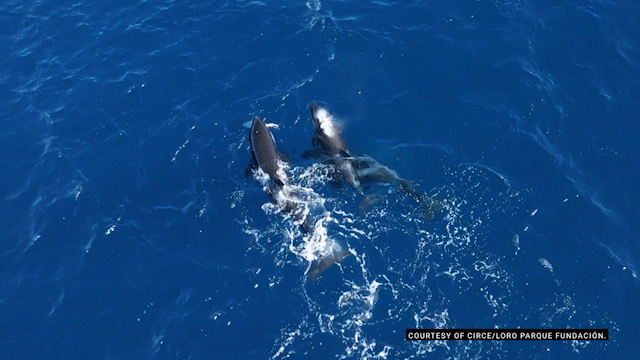 A video of two orcas swimming in blue water.