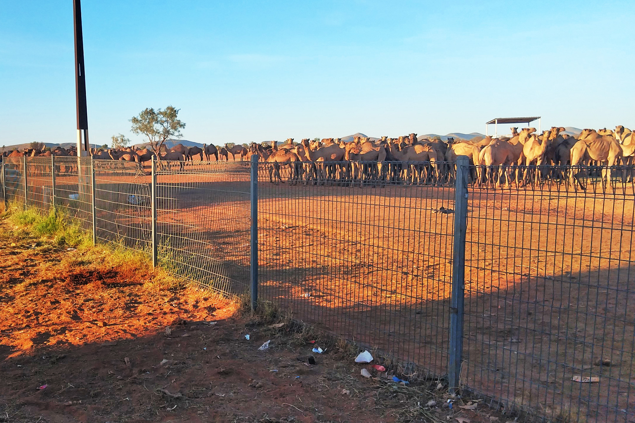 Thousands of camels gathered behind a wire fence in a dusty, remote Australian town.