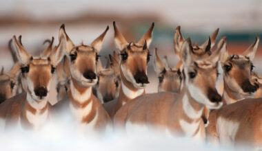 How pronghorn outran the ice age
