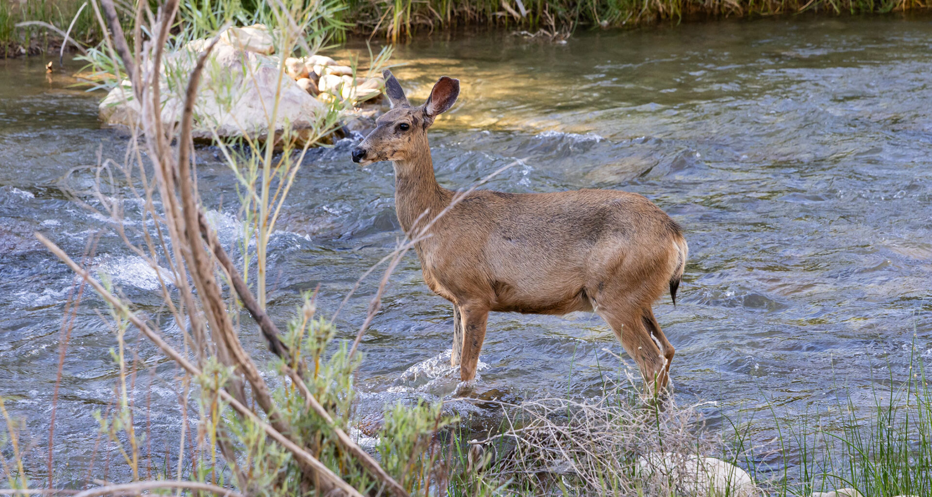 Deer scrapes and rubs glow under UV light