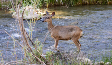 Deer scrapes and rubs glow under UV light