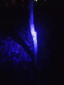 A close up of a glowing deer rub on a tree.
