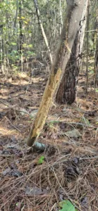 An image of deer rubs on a tree during the day.