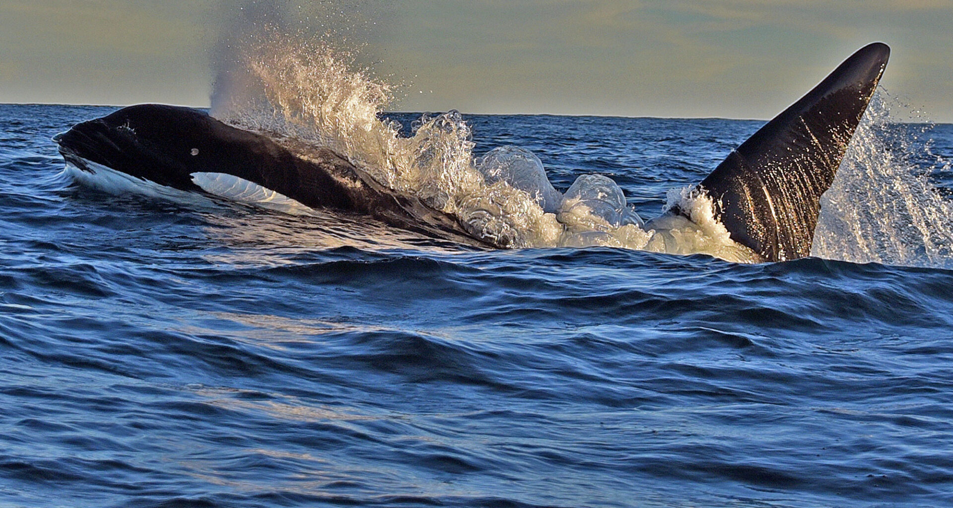 A Killer Quest to Find Orcas in Santa Barbara Channel | Local News