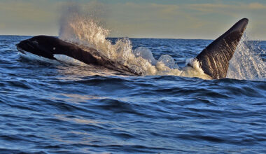 A Killer Quest to Find Orcas in Santa Barbara Channel | Local News