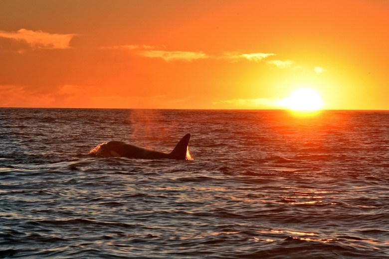 An orca swims in the Santa Barbara Channel as the sun sets.