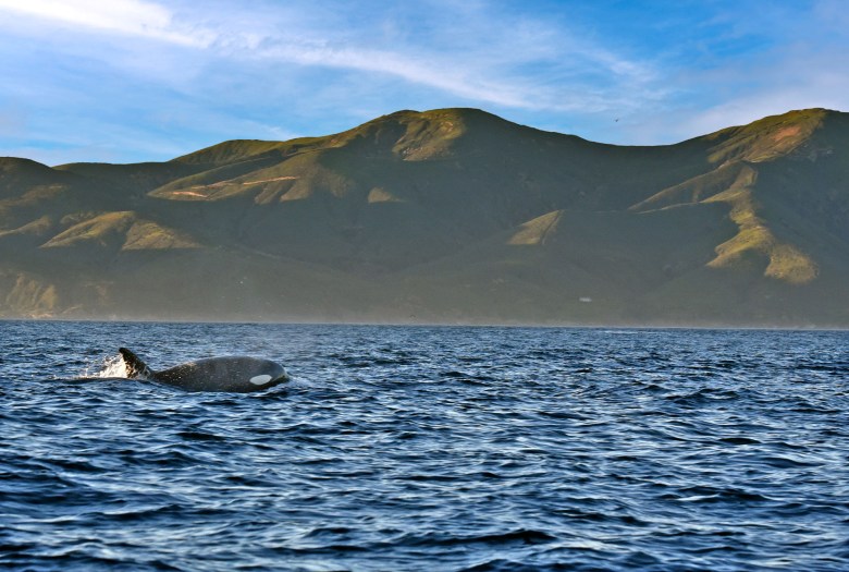 An orca swims in the Santa Barbara Channel.