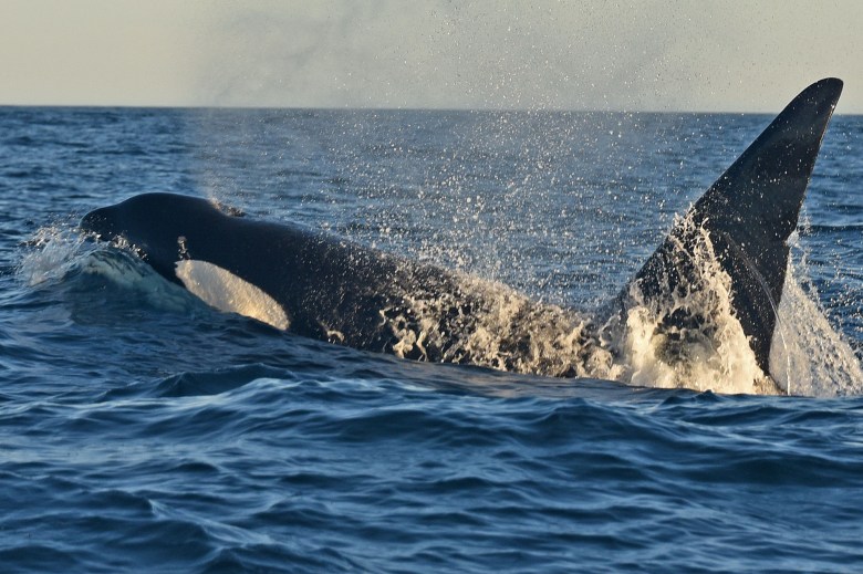 An orca surfaces in the Santa Barbara Channel.