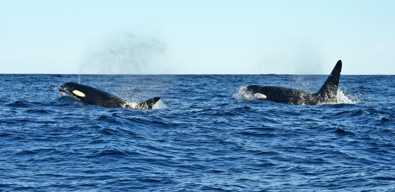 A pair of orcas swimming in the Santa Barbara Channel.