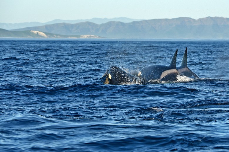 Orcas swimming in the Santa Barbara Channel.