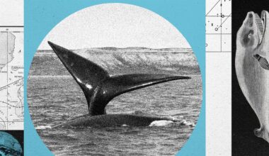 A North Atlantic Right Whale Baby Boom Is On—but the Species Remains at Risk
