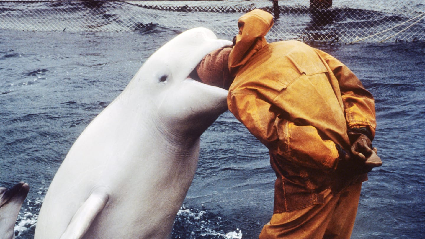 Close up of common raven