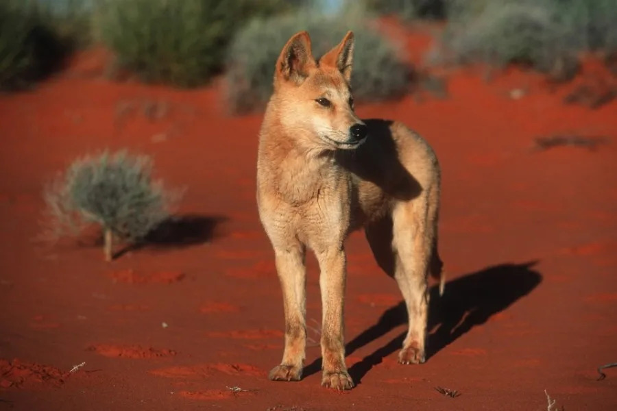 Dingo, Canis familiaris dingo. Introduced to Australia about 3000 years ago. Australia.