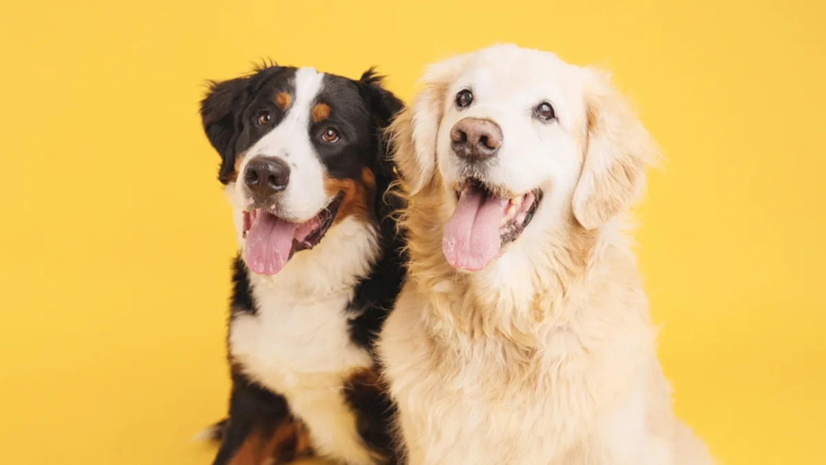 Yahoo lifestyle home