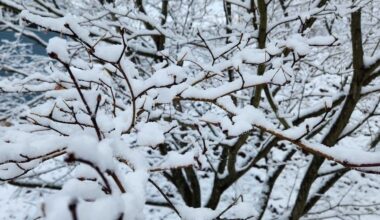 'Exploding Trees' Possible In MI Due To Extreme Cold, Meteorologist Warns