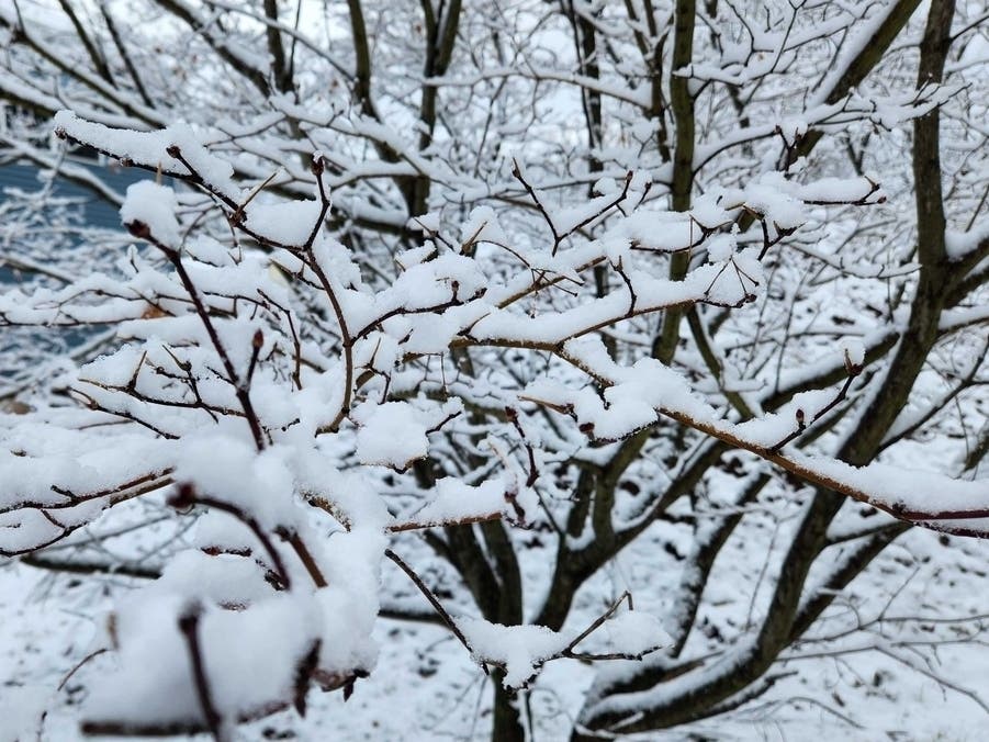 'Exploding Trees' Possible In MI Due To Extreme Cold, Meteorologist Warns
