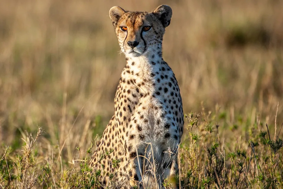 Getty Cheetah in Kenya (stock image)
