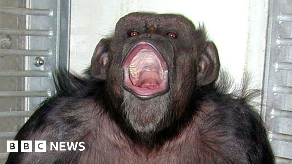 Ai, Japanese chimpanzee who counted and painted, dies at 49