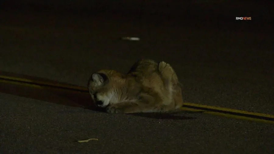An injured mountain lion cub is seen in the roadway in Castaic before running off. January 2026. (RMG)