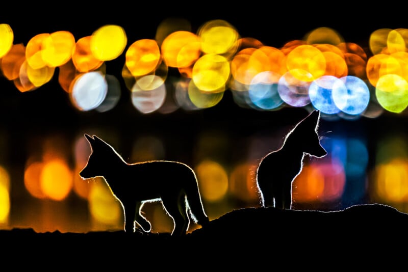 Two foxes are seen in silhouette against a dark background with bright, colorful bokeh lights in yellow, orange, and blue tones, creating a vibrant and dreamy atmosphere.