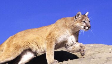 Calif. police warn of mountain lion sighting near Main Street