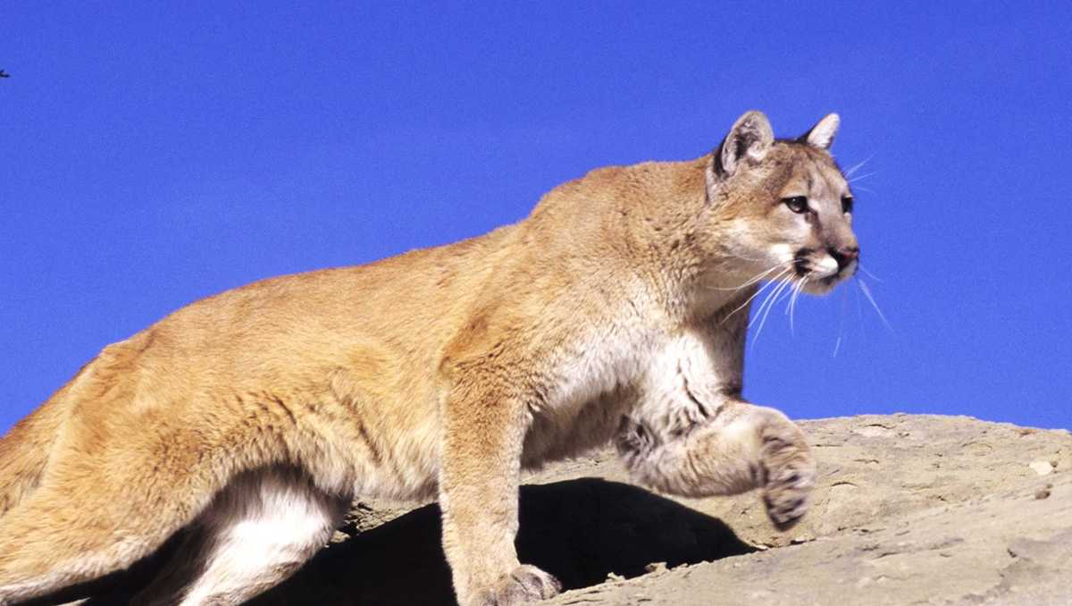 Calif. police warn of mountain lion sighting near Main Street