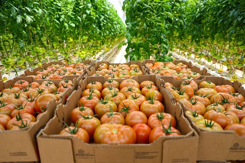 tomatoes awaiting shipment