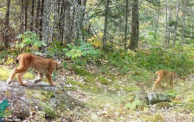 The brown and white kittens with black spotted underbellies pranced behind what seemingly was an adult lynx