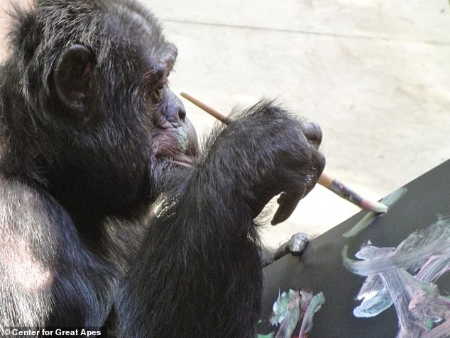 Bubbles spends his time at the sanctuary painting. Some of his artwork has been sold