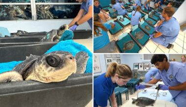 Two organizations team up to rescue and rehabilitate cold-stunned sea turtles