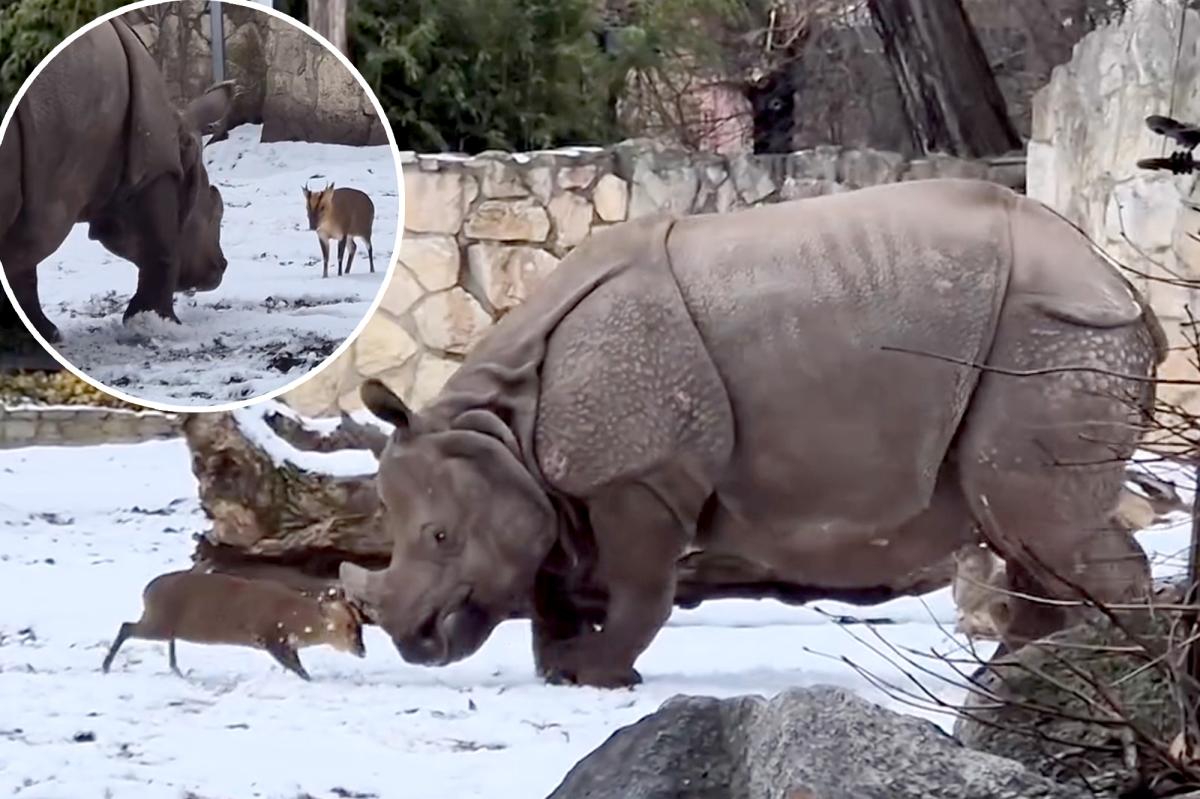 Tiny deer fights 2-ton rhino at Polish zoo, incredible video shows
