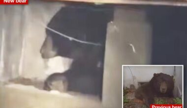 Another Altadena homeowner finds unwelcome bear roommate