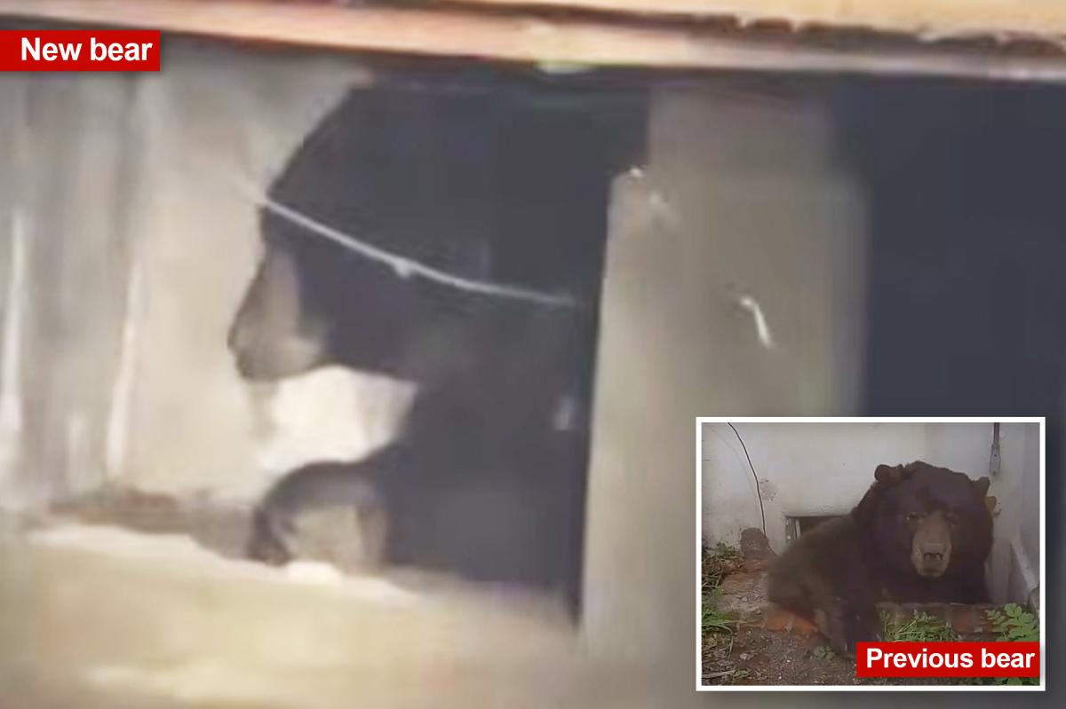 Another Altadena homeowner finds unwelcome bear roommate