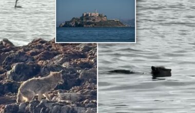 Coyote swims to Alcatraz in San Francisco
