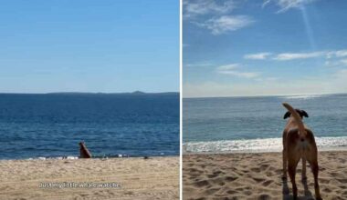 Video: Dog Smells Whales & Identifies Them With a Unique Bark