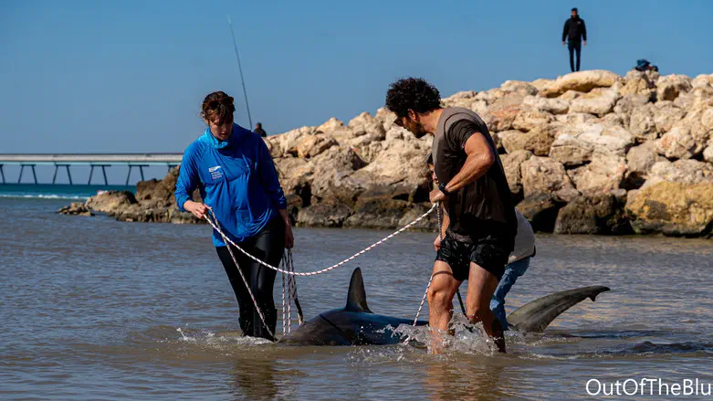 Watch: Dead shark found near Hadera