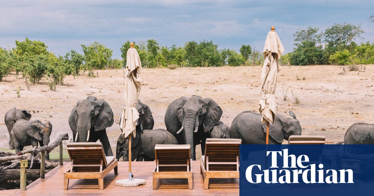 Africa’s great elephant divide: countries struggle with too many elephants – or too few | South Sudan