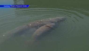 Baby manatee freed from danger by rescue organization in Florida Keys - WSVN 7News | Miami News, Weather, Sports