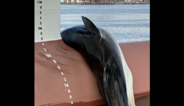 Dead whale found on ship docked at Gloucester Marine Terminal in South Jersey