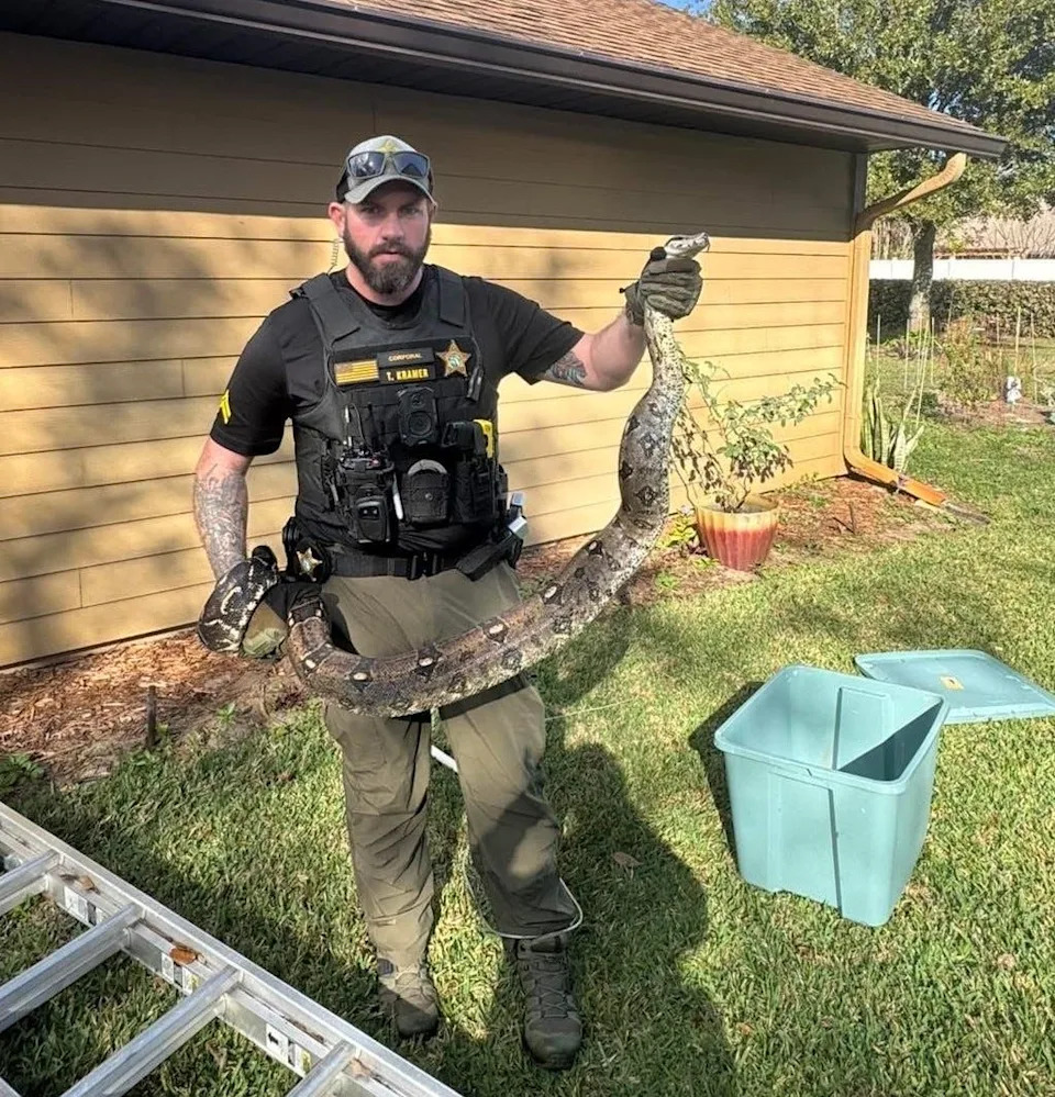Indian River County Sheriff’s Cpl. Trevor Kramer came to the rescue of a woman who called 911 about a big snake in her yard on Fourth Lane Jan. 25, 2026. He snagged this 9-foot red-tailed boa constrictor.