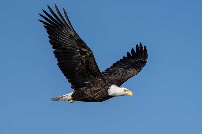 Check out these stunning photos of bald eagles in downtown Des Moines check out these stunning photos of bald eagles in downtown des moines