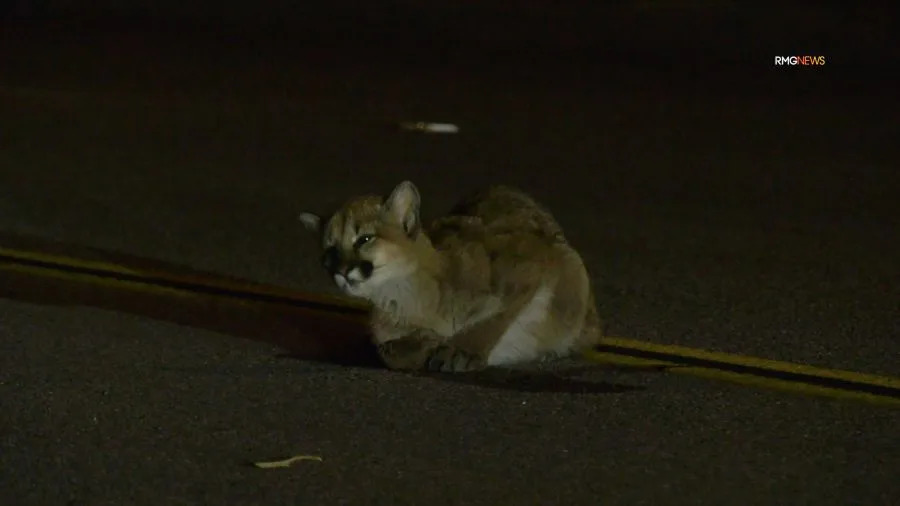 An injured mountain lion cub is seen in the roadway in Castaic before running off. January 2026. (RMG)